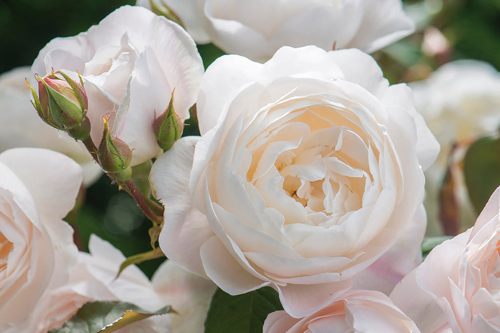 Desdemona (Auskindling) - Potted Rose