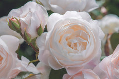 Desdemona (Auskindling) - 60cm/2ft Standard