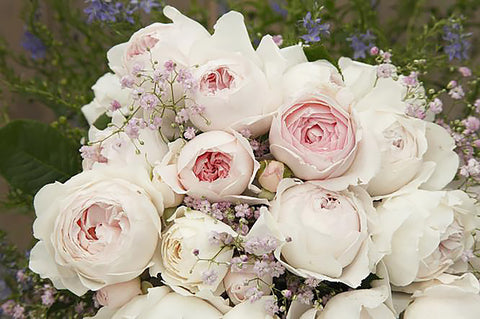 Earth Angel - Potted 90cm Standard Rose