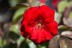 Europeana - Potted Rose