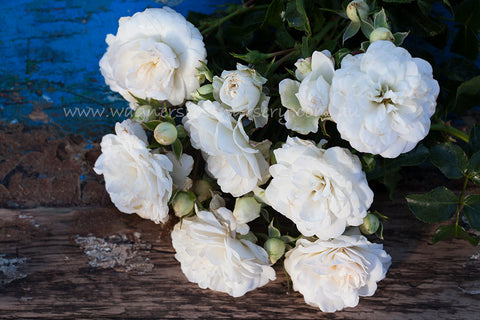 Fairy Dust - Potted 60cm Patio Rose