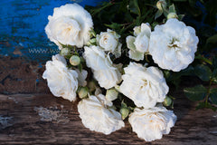 Fairy Dust - Potted 60cm Patio Rose