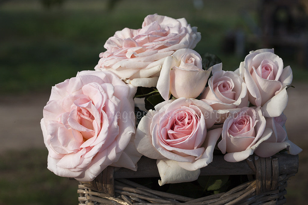 Francis Meilland® (Father of Peace) - Potted Rose
