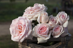 Francis Meilland® (Father of Peace) - Potted Rose