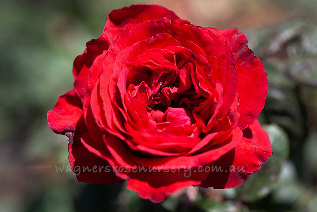 Father's Love™ - Potted Rose