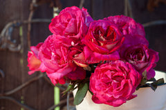 Fiona's Wish™ - Potted Rose