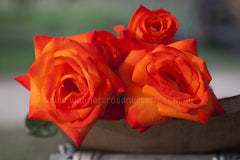 France Libre™ - Potted Rose