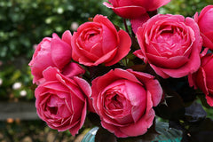 Fruity Parfuma - Potted Rose