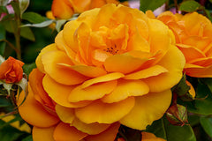 Golden Beauty - Potted Rose