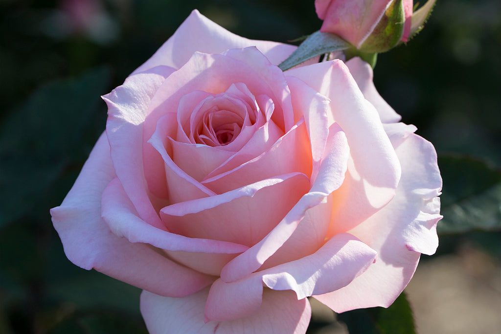 Governor Marie Bashir - Potted Rose