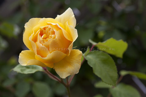 Graham Thomas (Ausmas) Clg - Potted Rose