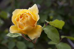 Graham Thomas (Ausmas) Clg - Potted Rose