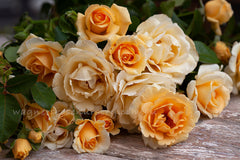 Happy Birthday!™ - Potted Rose