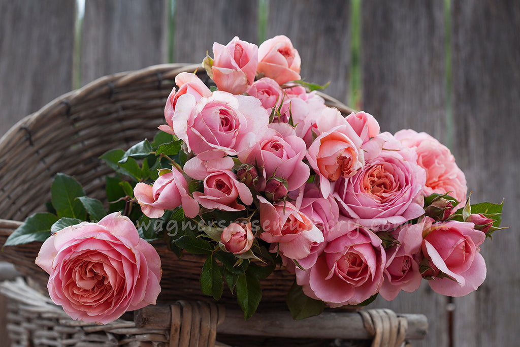 Heidi's Wedding Rose - Potted Rose