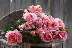 Heidi's Wedding Rose - Potted Rose