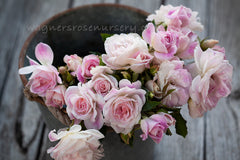 Iceberg Blushing Pink - Potted Rose