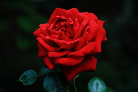 Ingrid Bergman - Potted Rose