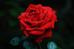Ingrid Bergman - Potted Rose