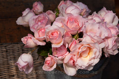 Jessica's Rose™ - Potted Rose