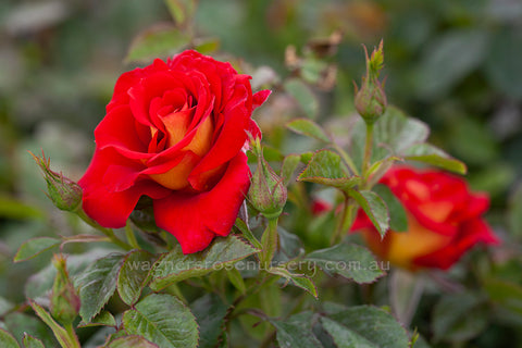 Ketchup & Mustard - Potted Rose