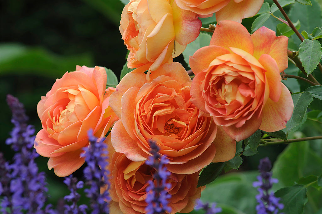 Lady of Shalott (Ausnyson) - Potted Rose