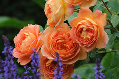 Lady of Shalott (Ausnyson) - Potted Rose
