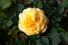 Lady of Australia™ - Potted Rose