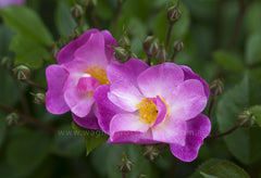 Lavender Dream - Potted Rose