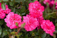 Little Chap - Potted Rose