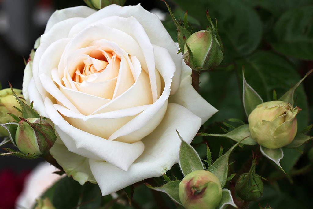 Madame Anisette - Potted Rose