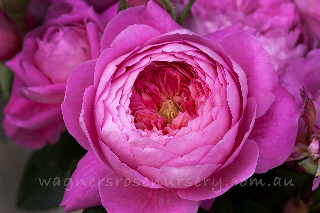 Madame Delbard™ - Potted Rose