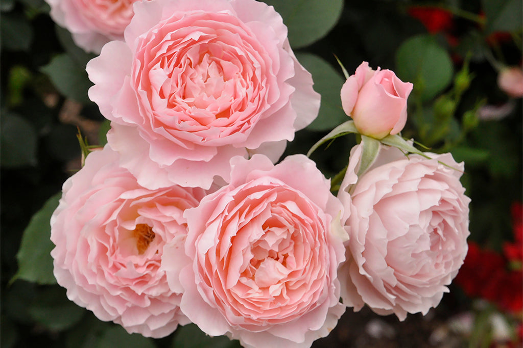 Miss Jane - Potted Rose