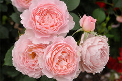 Miss Jane - Potted Rose