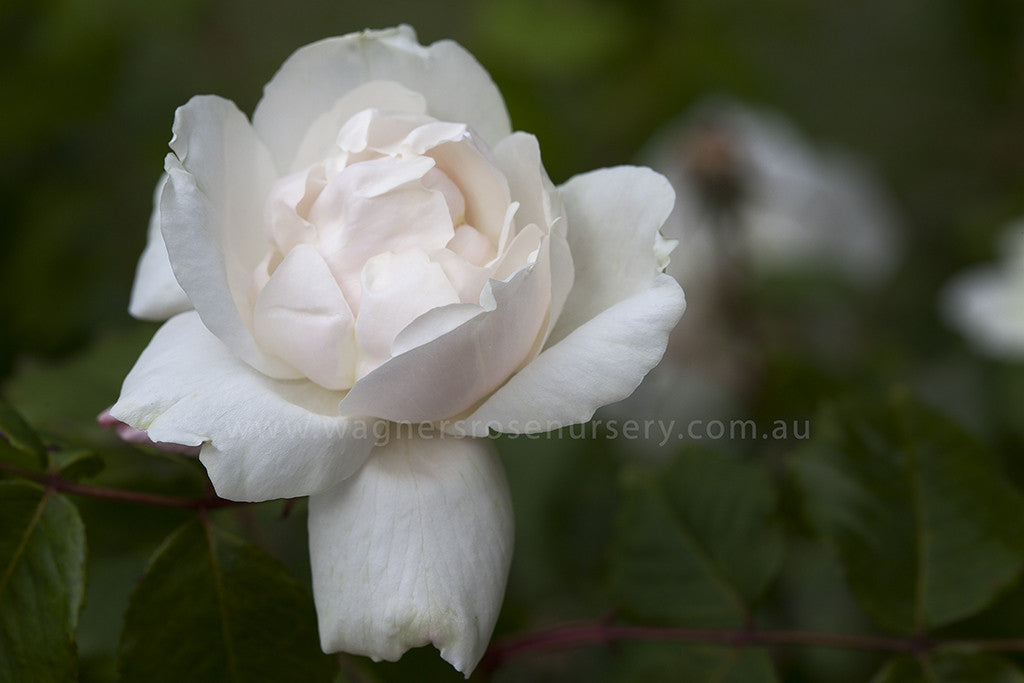 Mme Alfred Carriere Clg