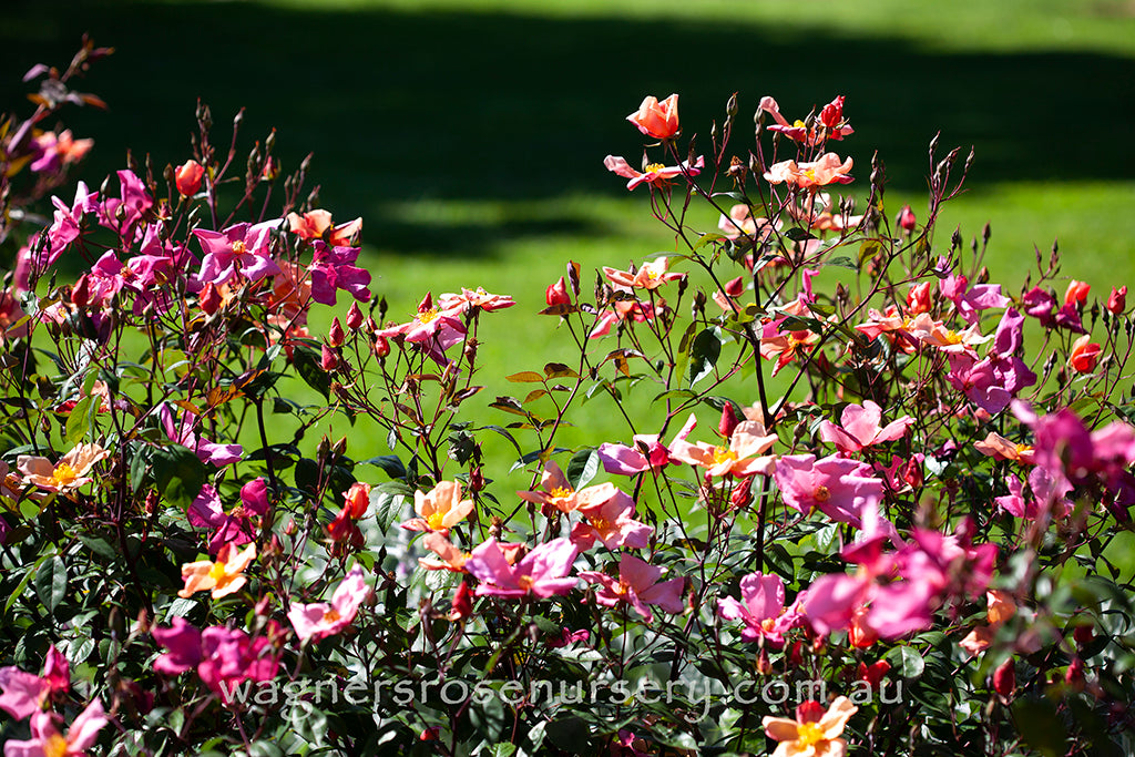 Mutabilis - Potted Rose