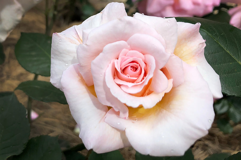 Ophelia - Potted Rose