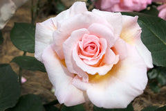 Ophelia - Potted Rose