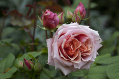 Paul Bocuse - Potted Rose