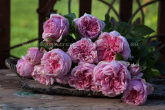 PerFyoom Perfume - Potted Rose