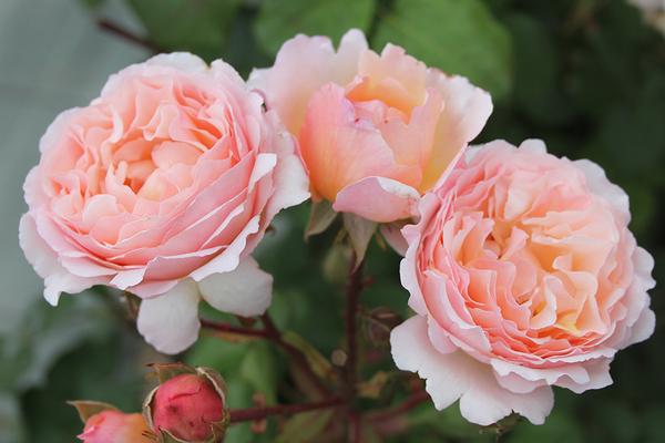 Princesse Charlene de Monaco™ - Potted Rose