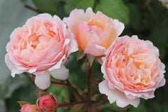 Princesse Charlene de Monaco™ - Potted Rose