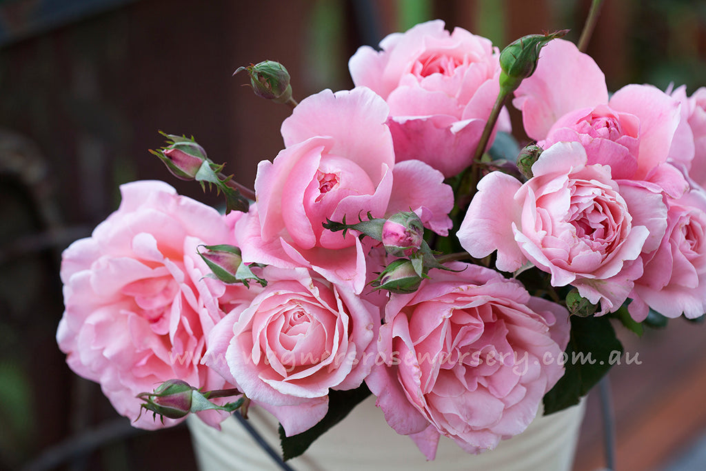 Queen Elizabeth - Potted Rose