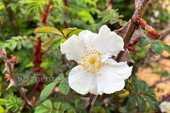 R. Sericea Pteracantha