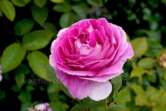 Raspberry Cupcake - 90cm/3ft Standard
