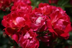 Red Drift® - Potted Rose