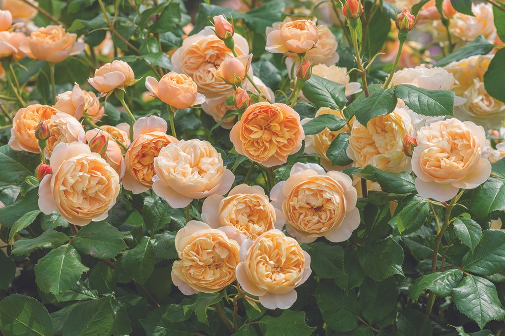 Roald Dahl (Ausowlish) - Potted Rose