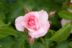 Rosendorf Sparrieshoop