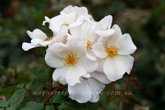 Sally Holmes - 90cm/3ft Standard