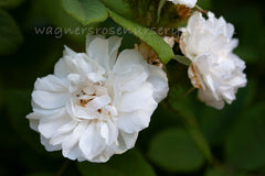 Shailer’s White Moss