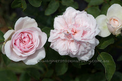 Souvenir de la Malmaison Clg - Potted Rose